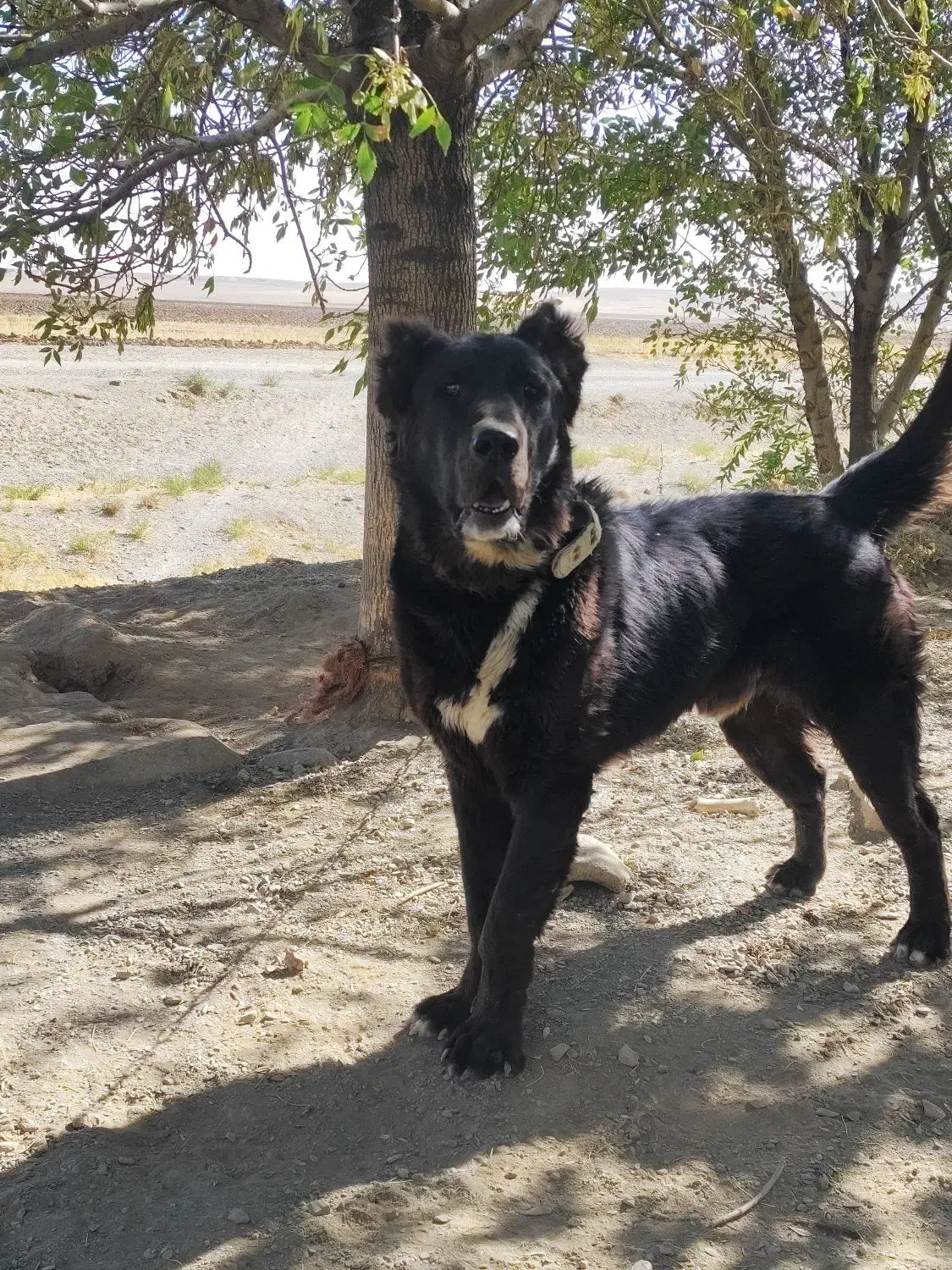 واگذاری سگ|سگ|لالجین, |دیوار