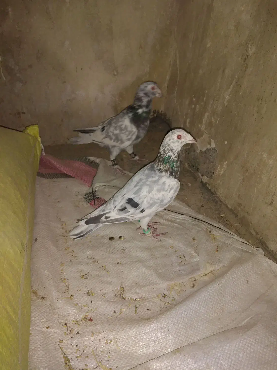 سار آلمانی|پرنده|قلندر آباد, |دیوار