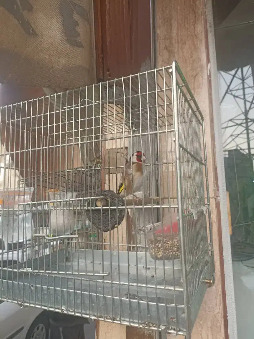 پرنده|پرنده|تهران, خاک سفید|دیوار