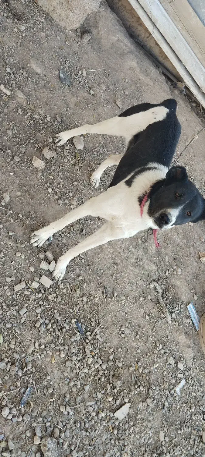 توله ماده ۱۰ماهه افغان دم کل|سگ|نوبران, |دیوار