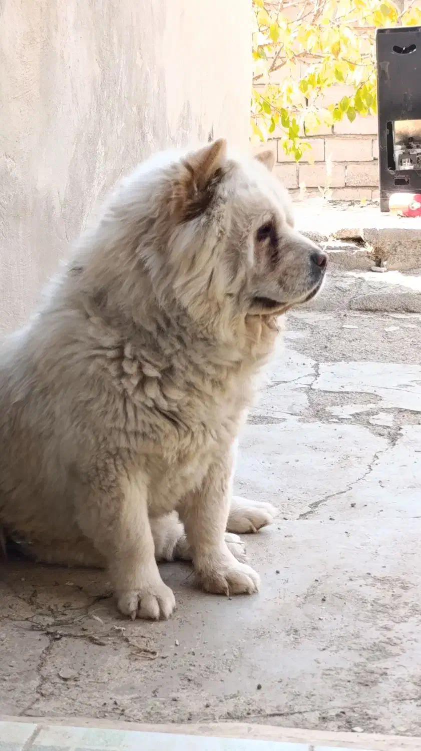 کشش چاوچاو و واگزاری وماده|سگ|همدان, |دیوار