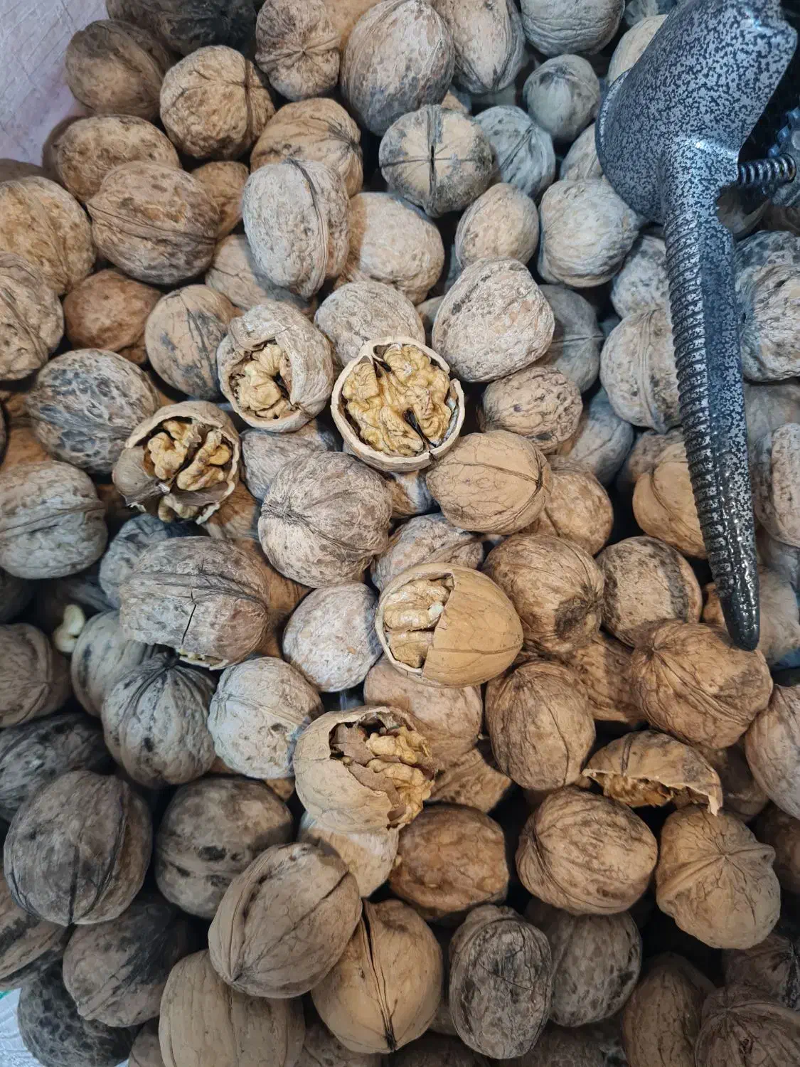 فروش مستقیم گردو بادام مغز تویسرکان|خوردنی و آشامیدنی|اسلام‌شهر, شهرک قائمیه|دیوار