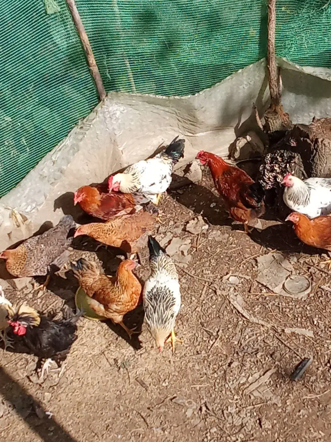 خروس محلی|حیوانات مزرعه|تالش, هشتپر|دیوار