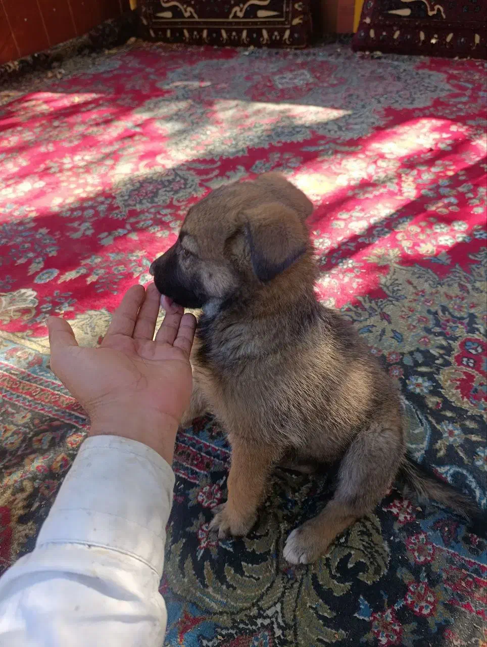 سگ ژرمن|سگ|مشهد, گاز|دیوار