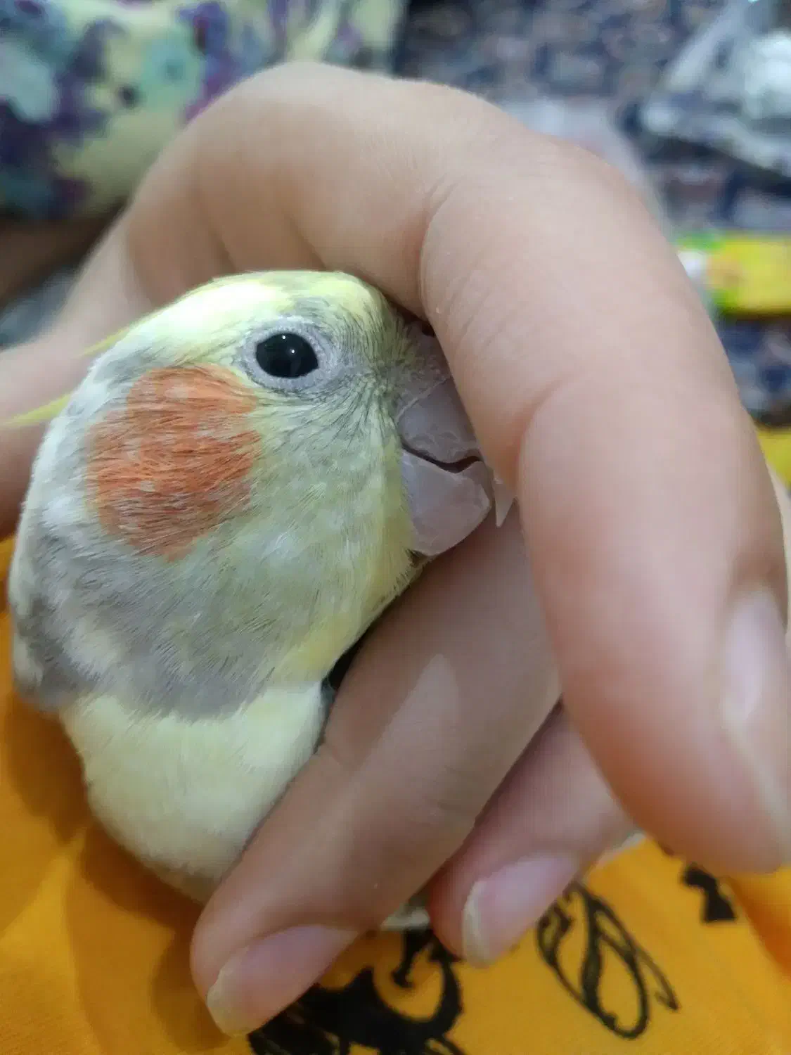 عروس هلندی نر دستی|پرنده|قم, نیروگاه|دیوار