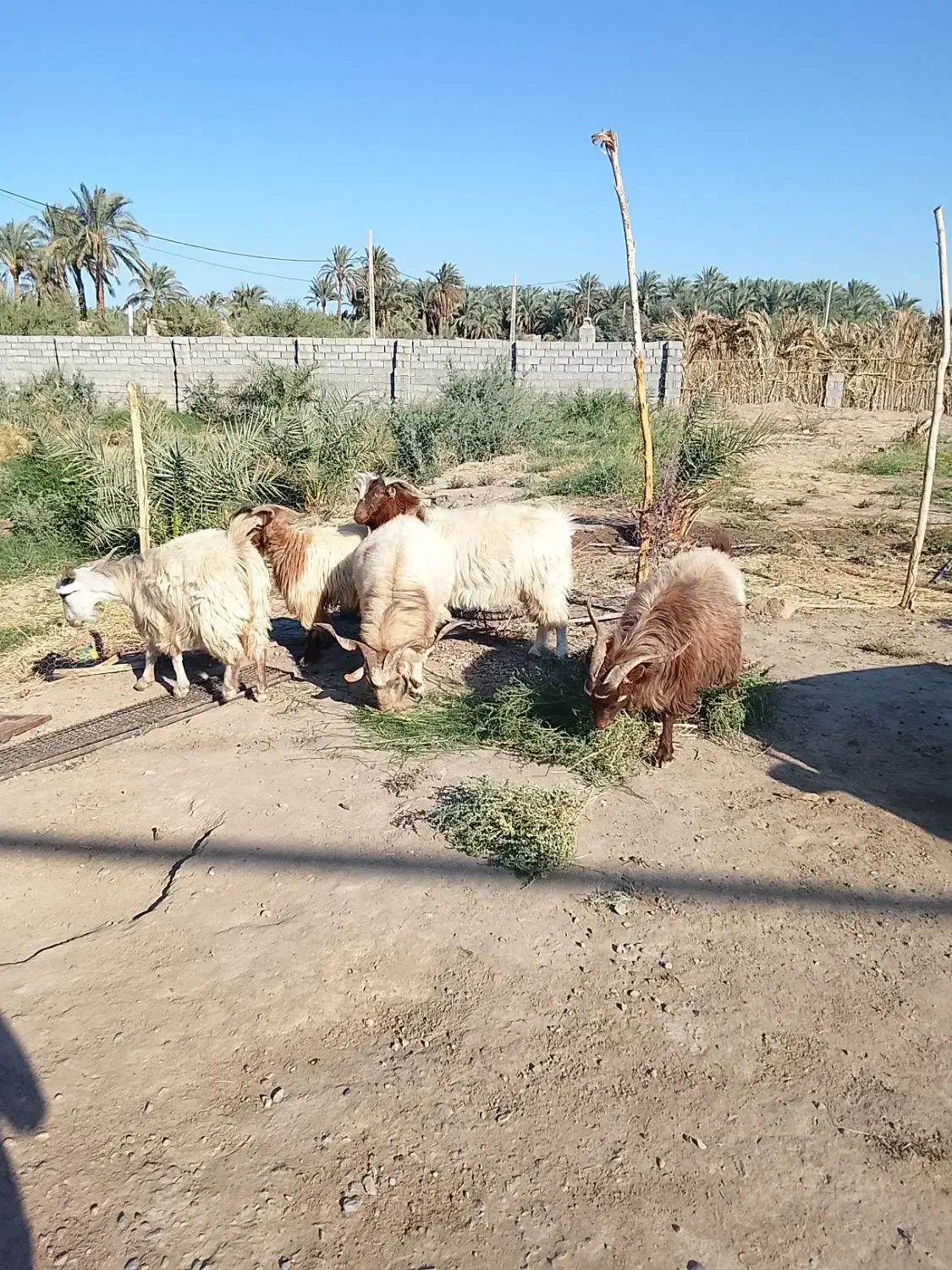 گوسفند|حیوانات مزرعه|نرماشیر, |دیوار