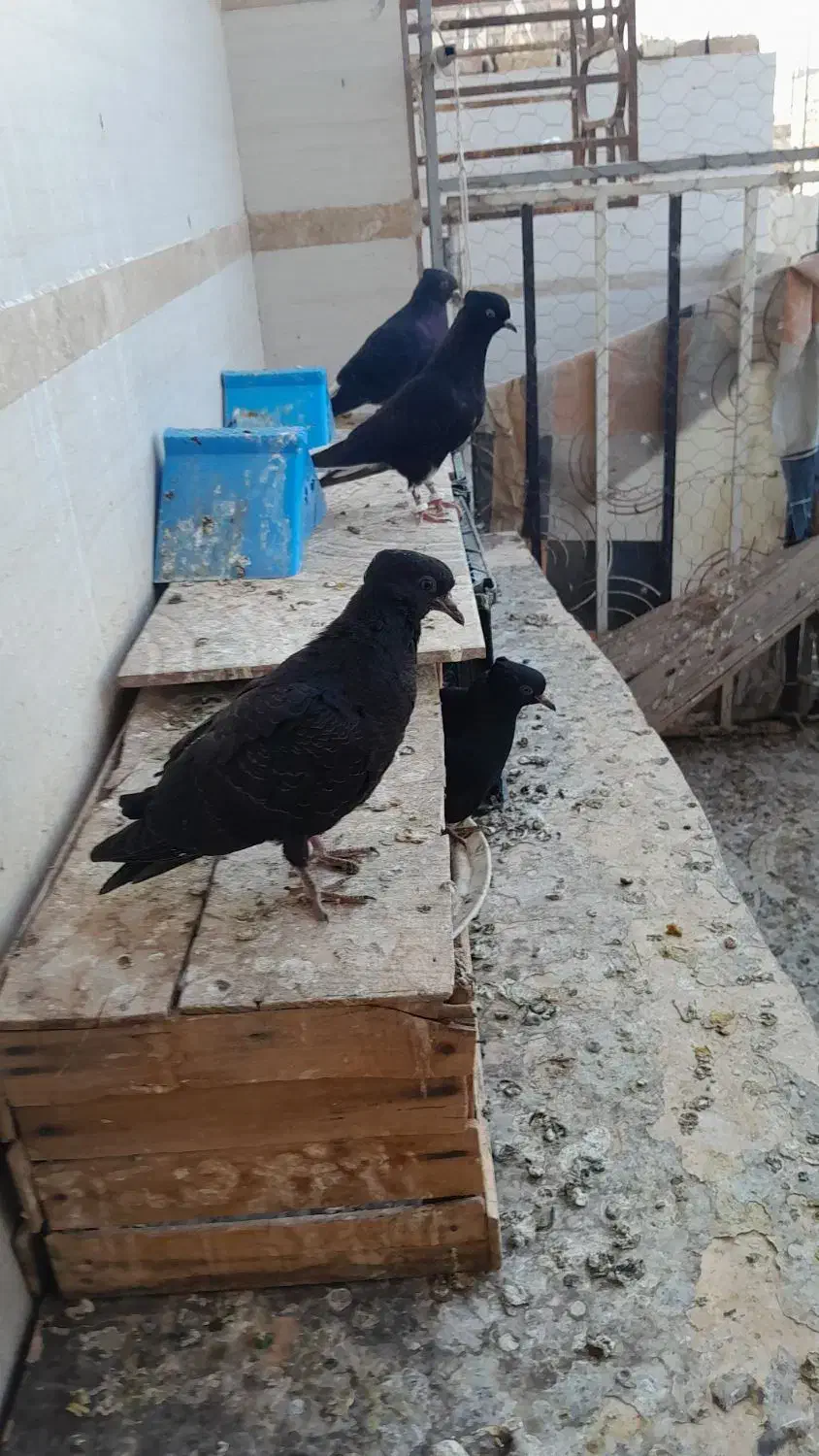 تعدادی مجسمه|مجسمه، تندیس، ماکت|خرمشهر, |دیوار