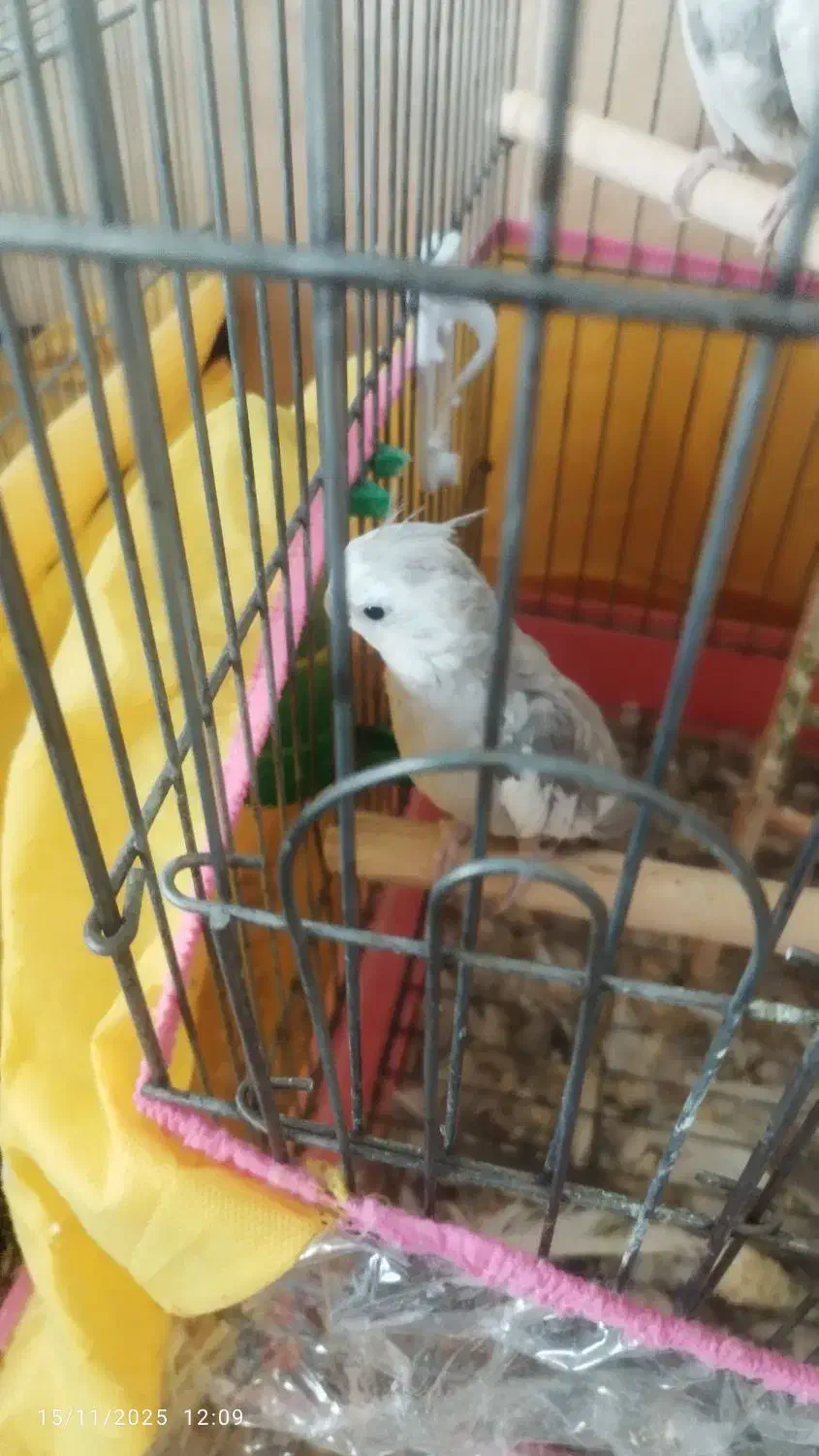 عروس هلندی وایت فیس با قفس وچال|پرنده|شیراز, شهرک پرواز|دیوار