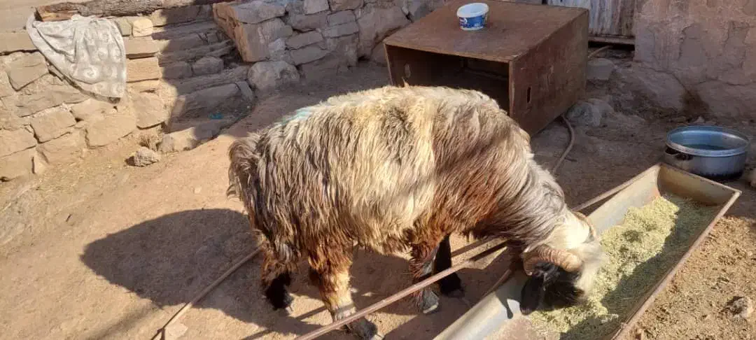 شیشک فروشی سالم  شماره تماس|حیوانات مزرعه|لالی, |دیوار