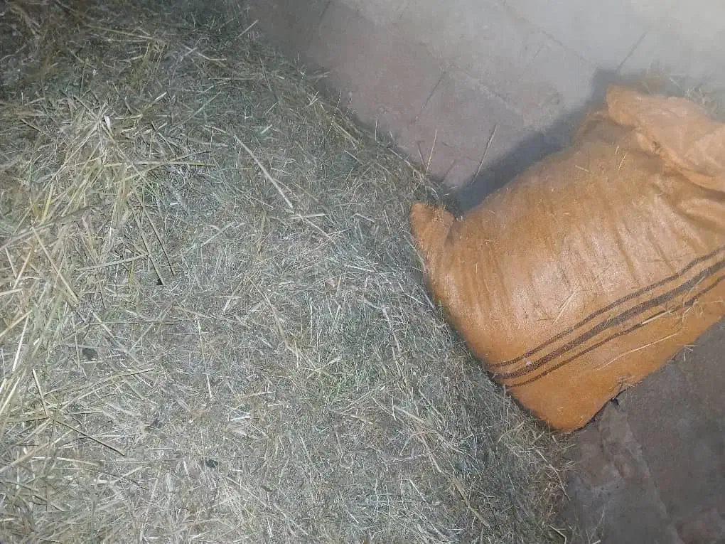 علف سبز بهار|عمدهفروشی|مسجد سلیمان, |دیوار