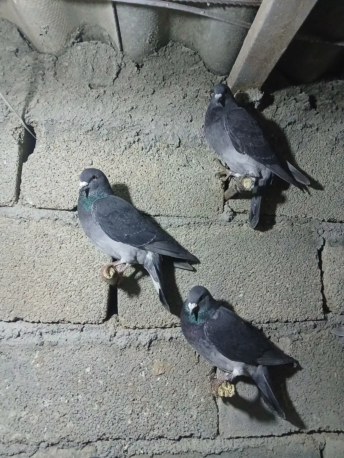 کفتر|پرنده|رضویه, |دیوار