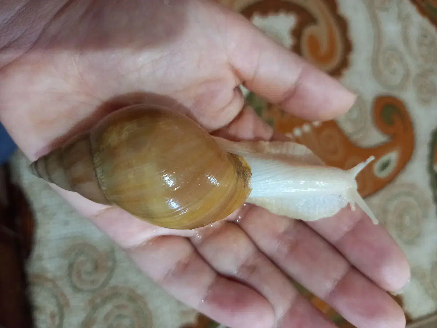 حلزون آلبینو|خزنده|تهران, مینای جنوبی|دیوار