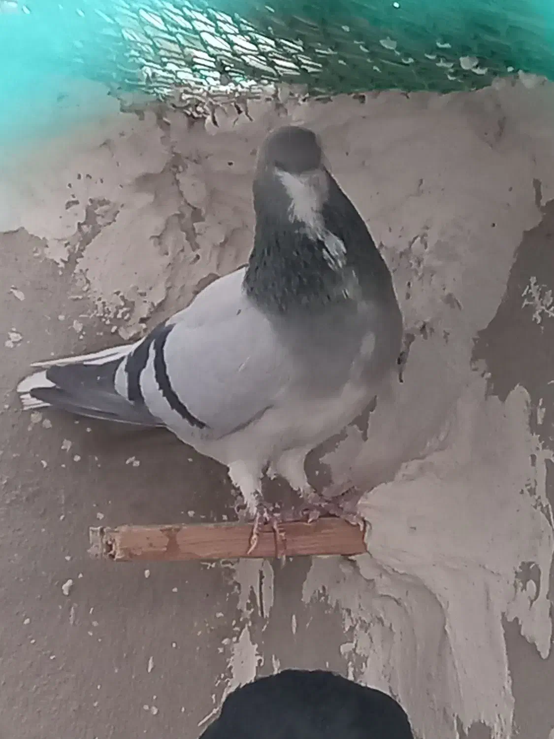 کبوتر شهری بدرنگ سبز نر|پرنده|کازرون, |دیوار