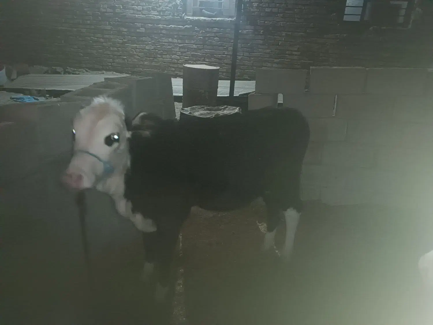 گاو شیری|حیوانات مزرعه|سراوان, |دیوار