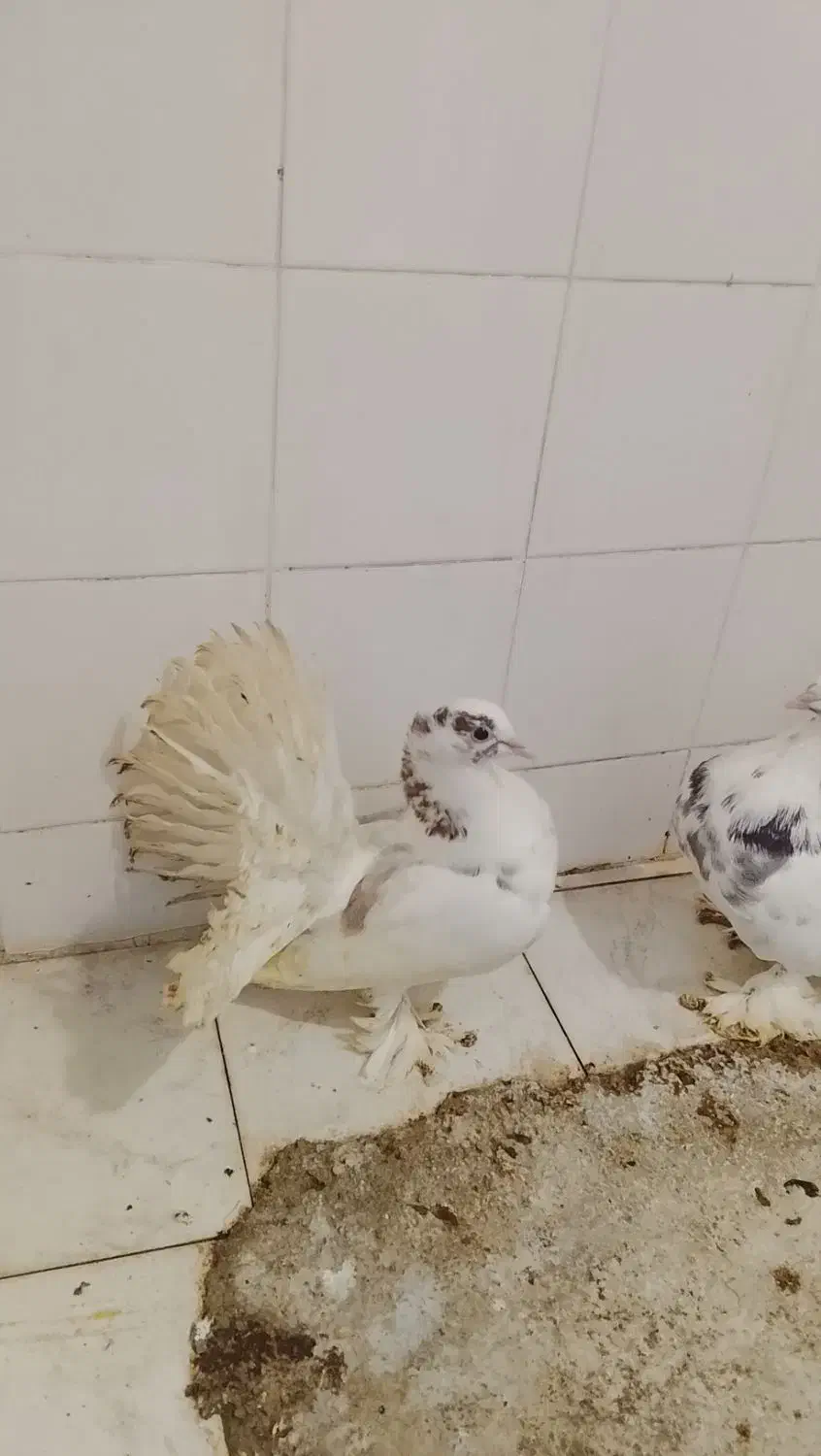 کبوتر دمچری|پرنده|قائمشهر, |دیوار