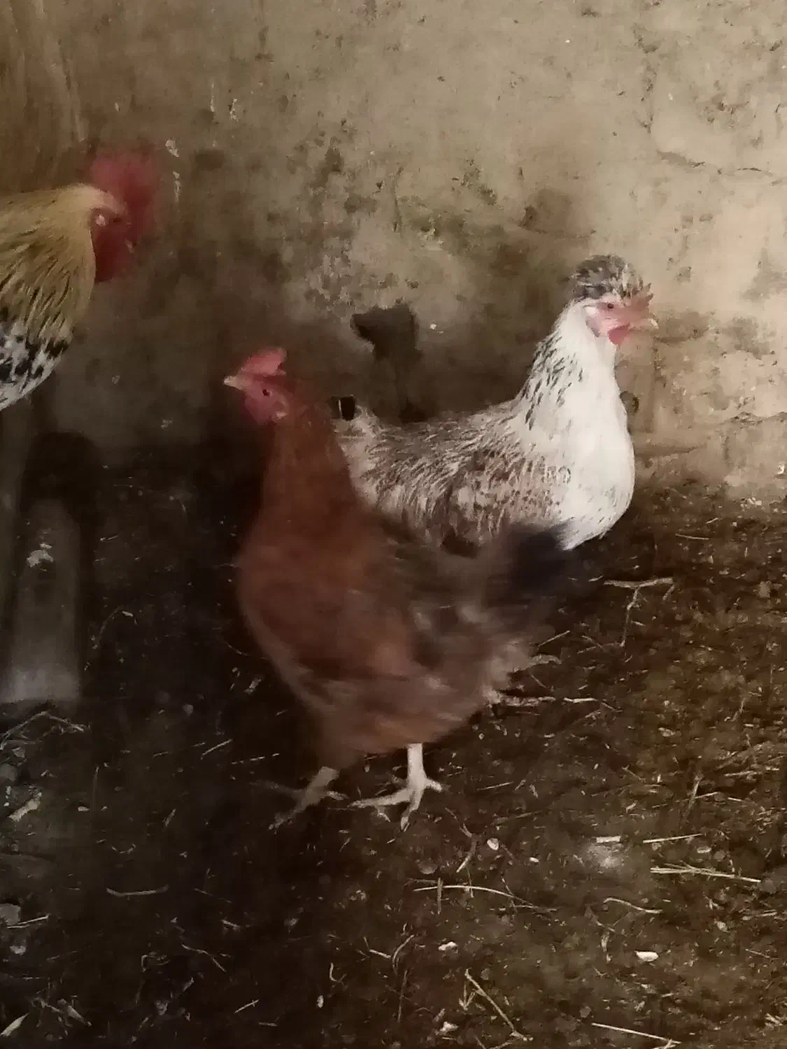 مرغ و خروس|حیوانات مزرعه|کبودرآهنگ, |دیوار