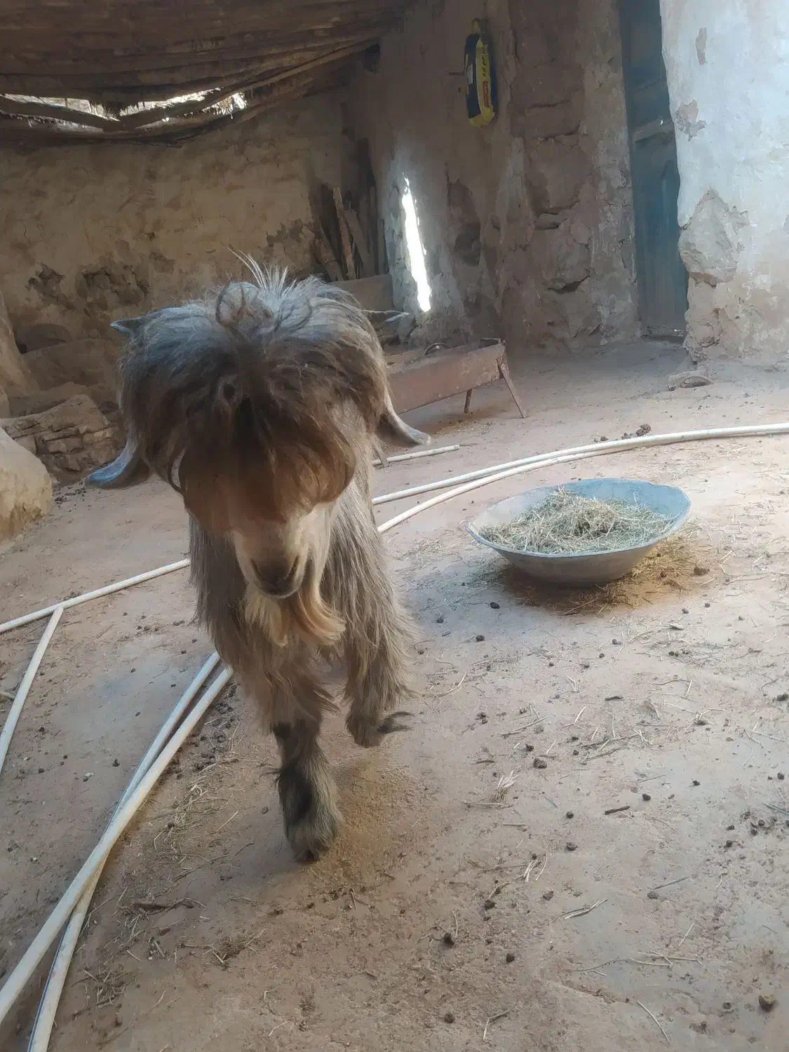 بیگ|حیوانات مزرعه|ایذه, |دیوار