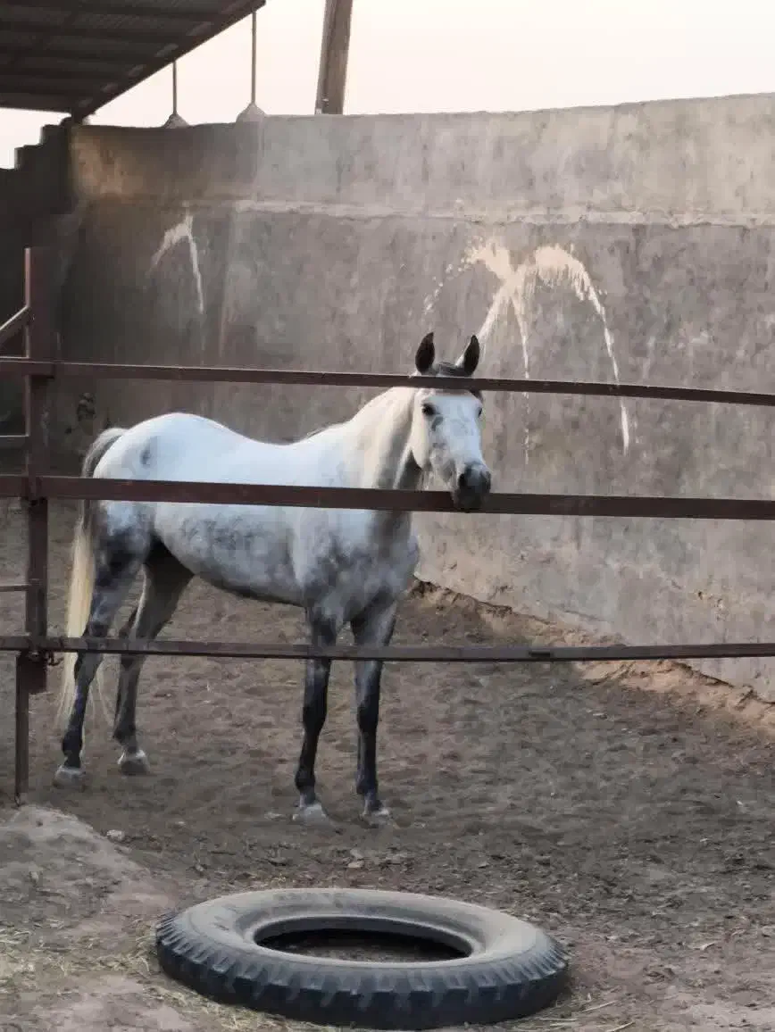 اسب دره شور|اسب و تجهیزات اسبسواری|رفسنجان, |دیوار