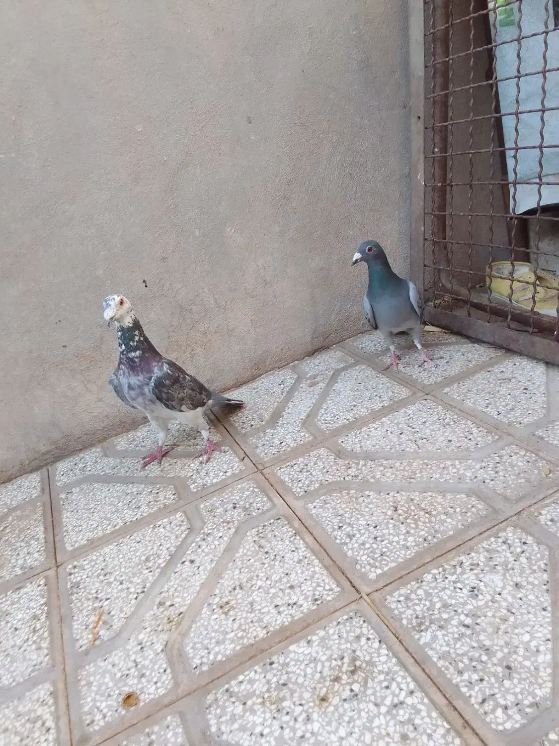 کفتر جنگنده|پرنده|فردوس (خراسان), |دیوار