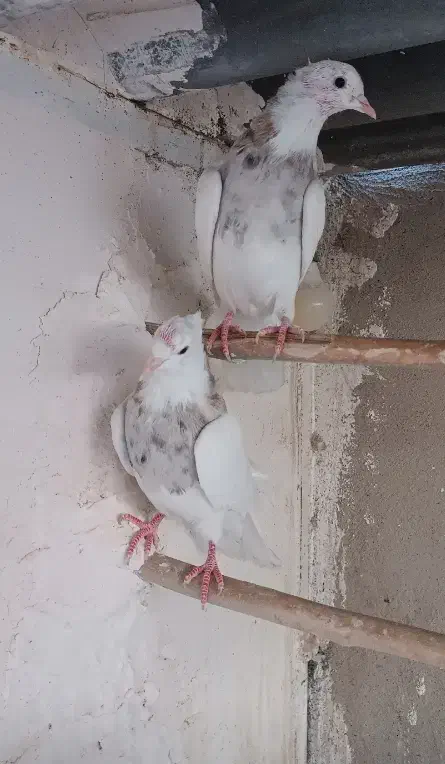 طوقی الماسی شکلاتی|پرنده|قم, انسجام|دیوار