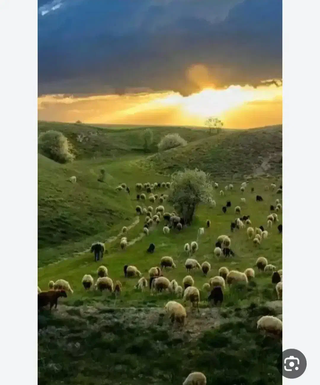 نیازمند چوپان اول توضیحات بخون شرایط داشتی زنگ بزن|استخدام سرایداری و نظافت|یاسوج, |دیوار