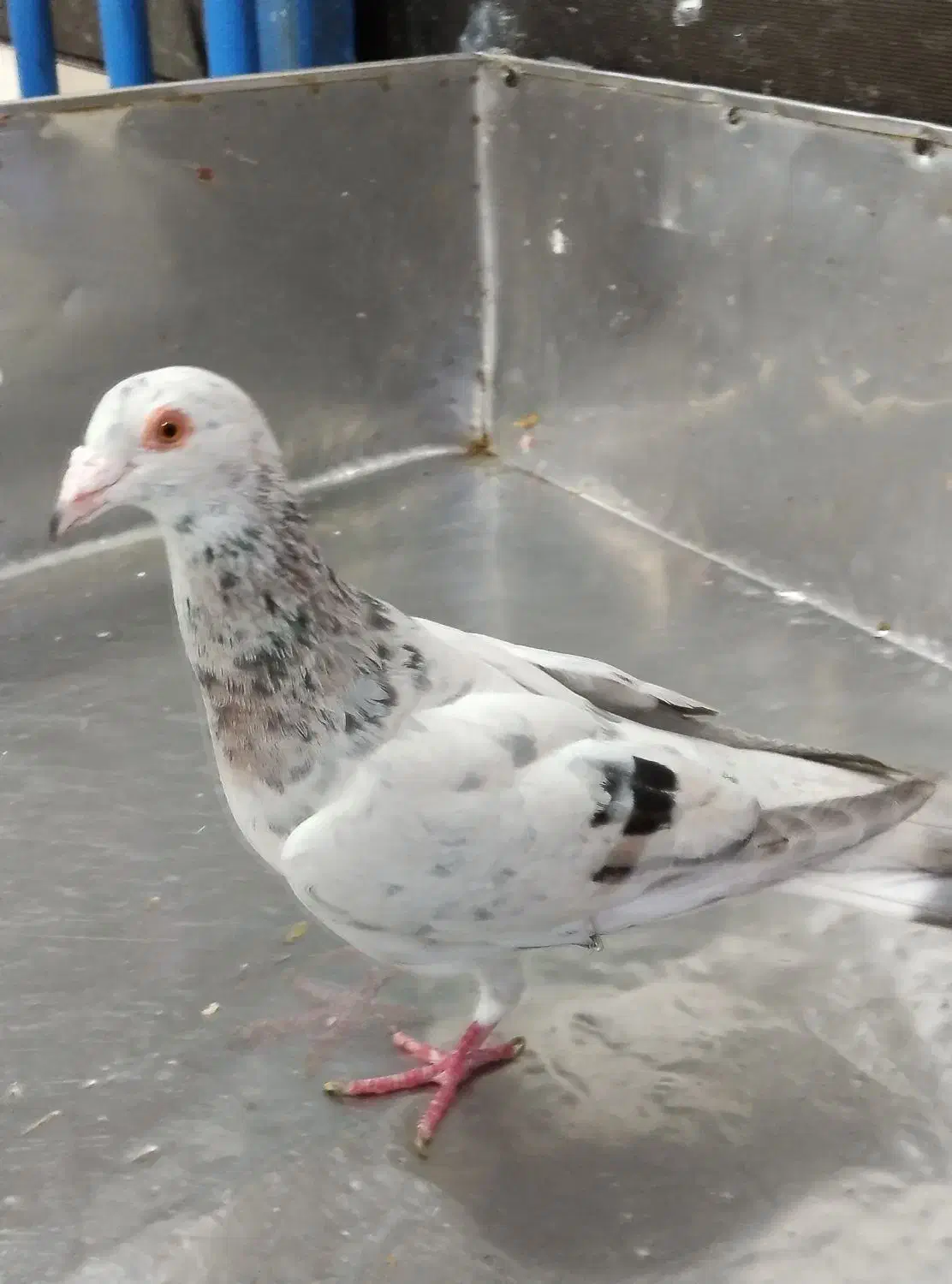 کبوتر هفترنگ|پرنده|سبزوار, امیر کبیر|دیوار