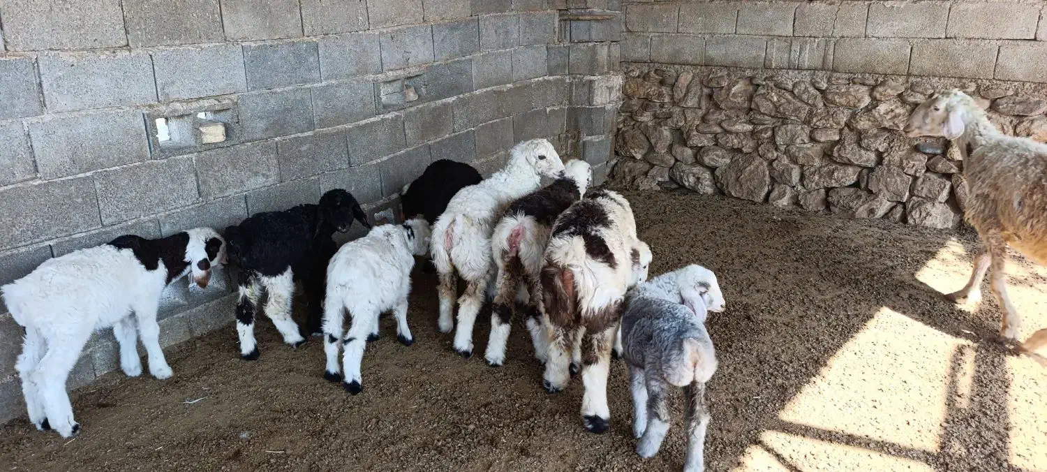 میش و شیشک بره داری اصل داشتی|حیوانات مزرعه|جره و بالاده, |دیوار