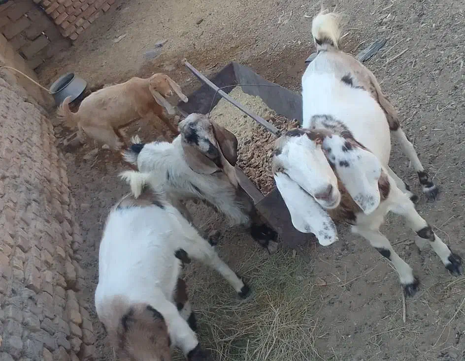 برو|حیوانات مزرعه|زابل, |دیوار