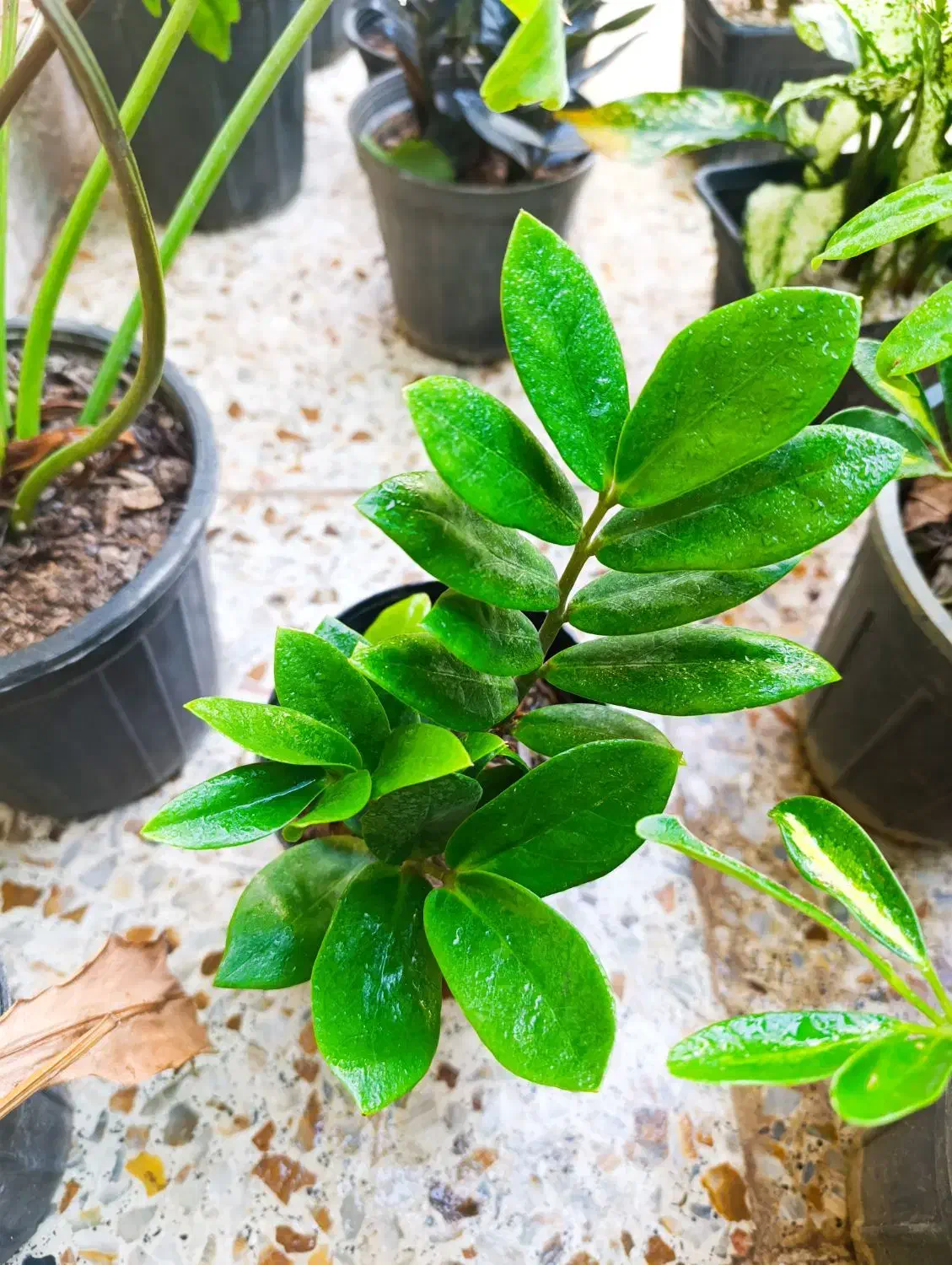 گلخانه نفس سبز|گل و گیاه طبیعی|خرمشهر, |دیوار