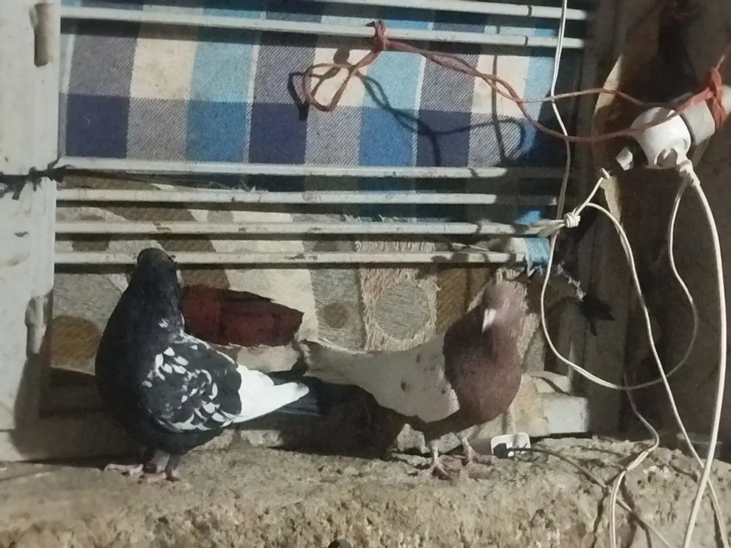 فروش سه تا کفتر رنگی|پرنده|داراب, |دیوار