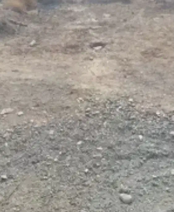 فروش زمین تجاری|فروش زمین و ملک کلنگی|فاریاب, |دیوار