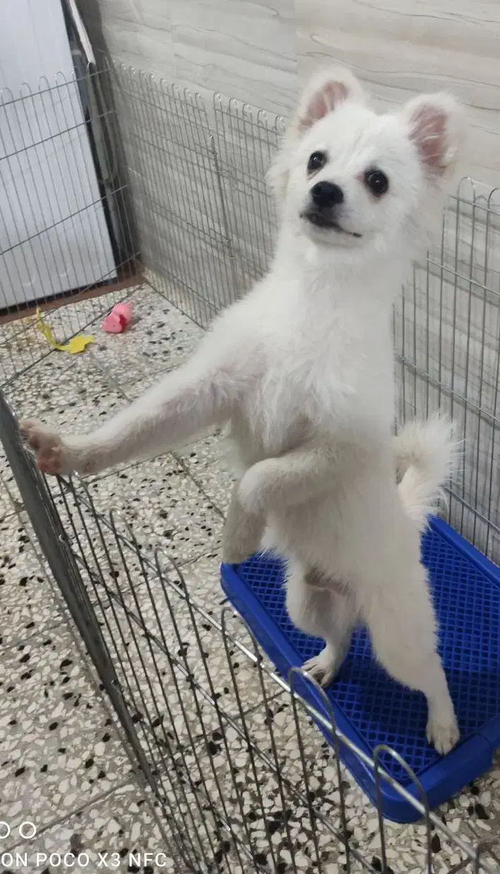 سگ پامر اشپیتز|سگ|سبزوار, فیاض|دیوار