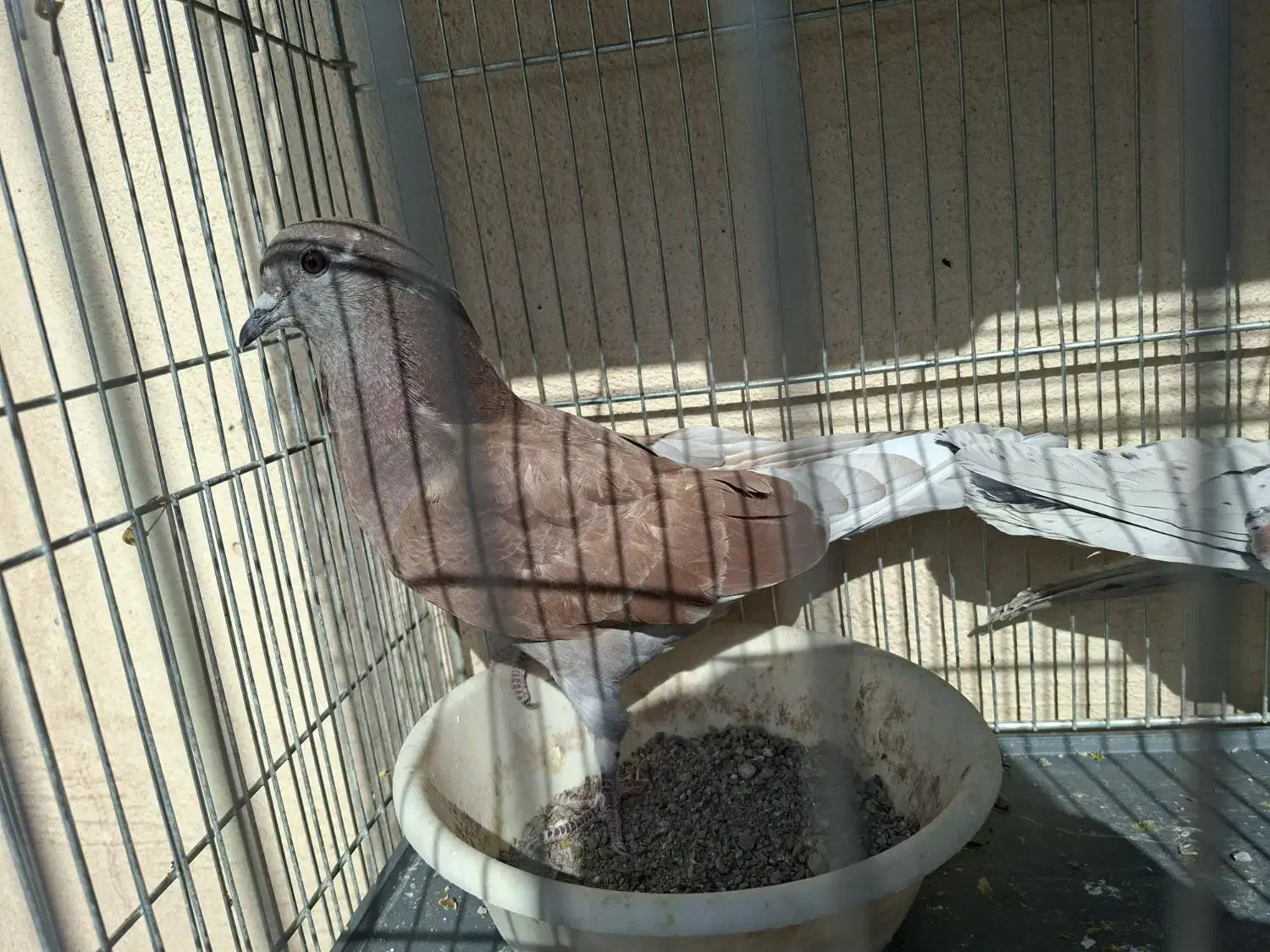 جوجه گرفتنی|پرنده|قم, کلهری|دیوار