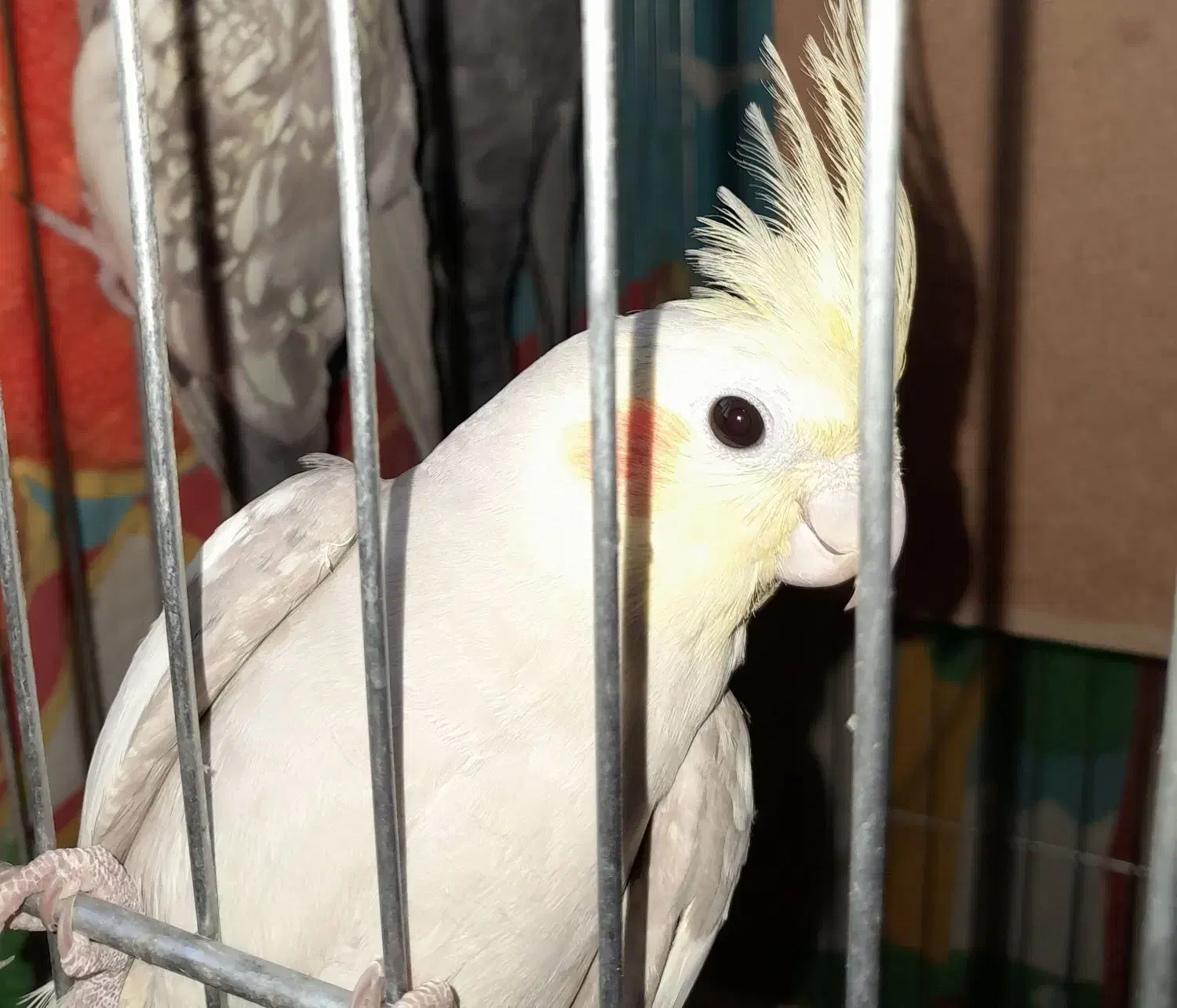 عروس هلندی نر جوجه ۶ماهه بشرط سلامت|پرنده|تهران, سلسبیل شمالی|دیوار