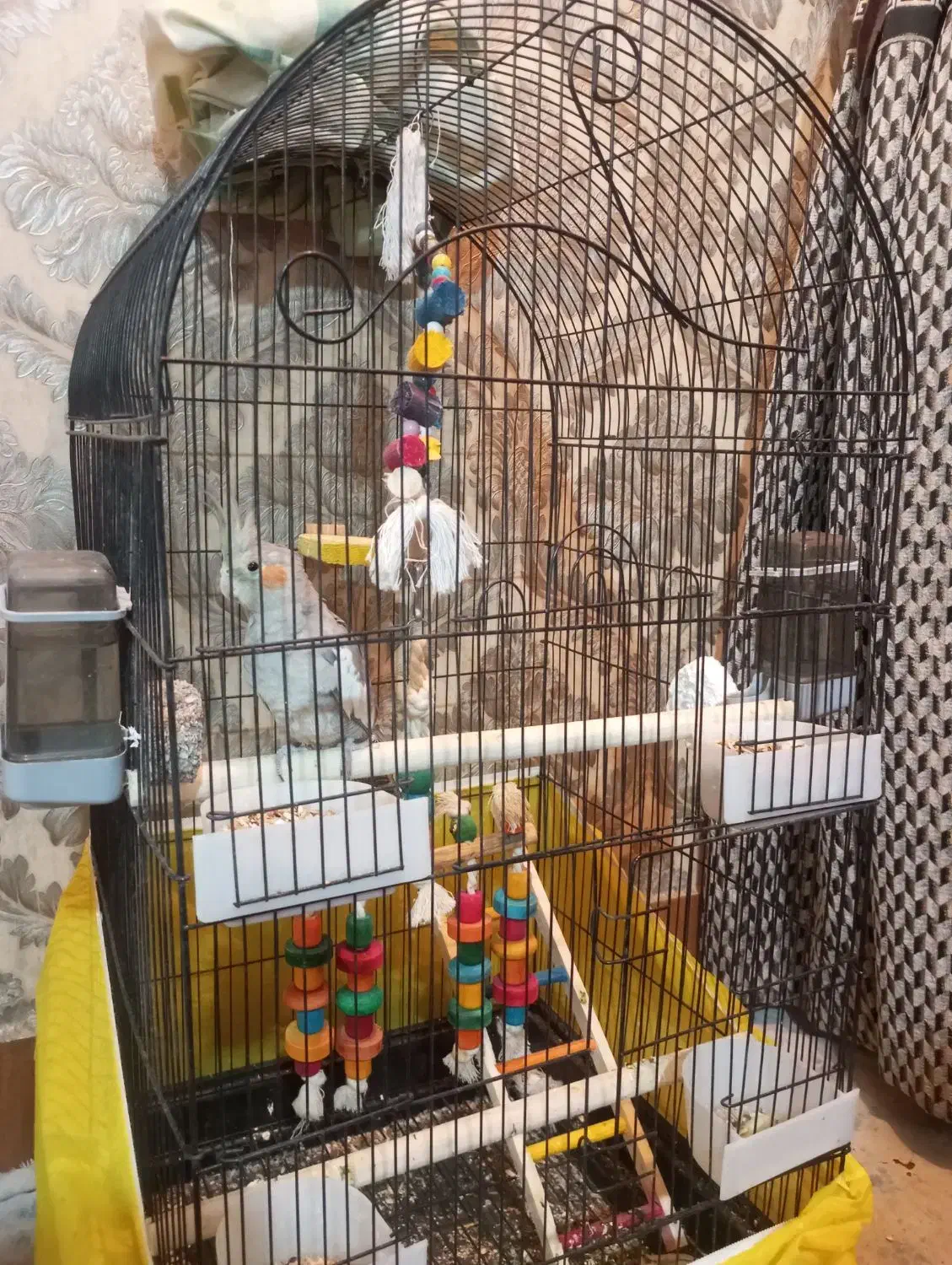 پرنده عروس هلندی|پرنده|ملایر, |دیوار