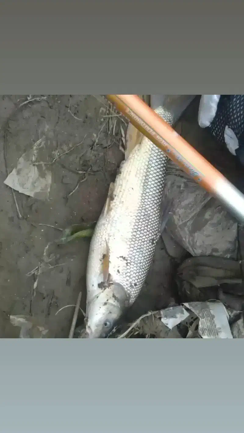 علاقه مندان به ماهیگیری درسد دریا رودخانه مرداب|فعالیت داوطلبانه|ساری, |دیوار