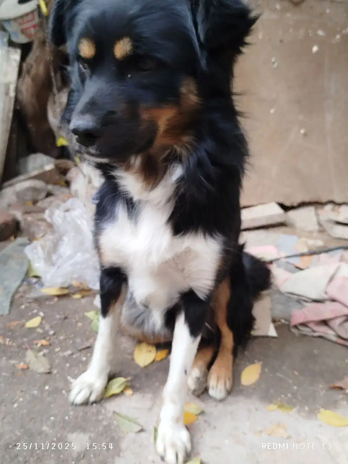 سگ پاکوتا|سگ|مراغه, |دیوار