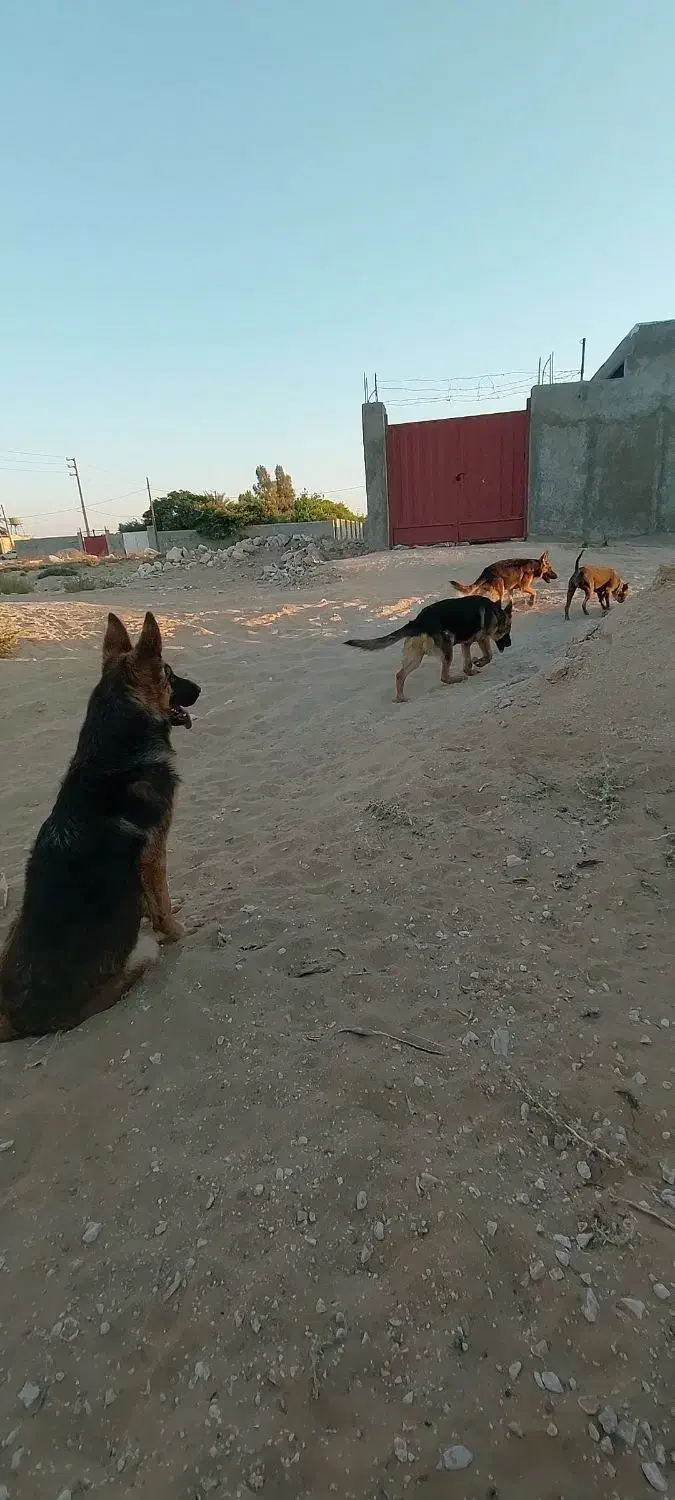 سگ ژرمن|سگ|بوشهر, |دیوار