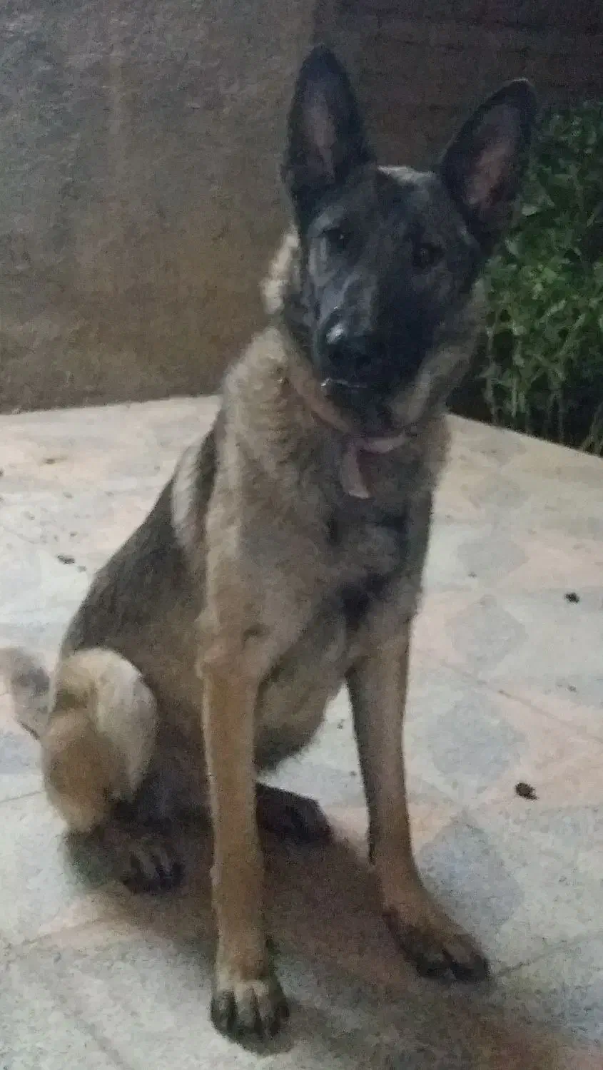 ژرمن ورک ماده|سگ|سپیدان, |دیوار