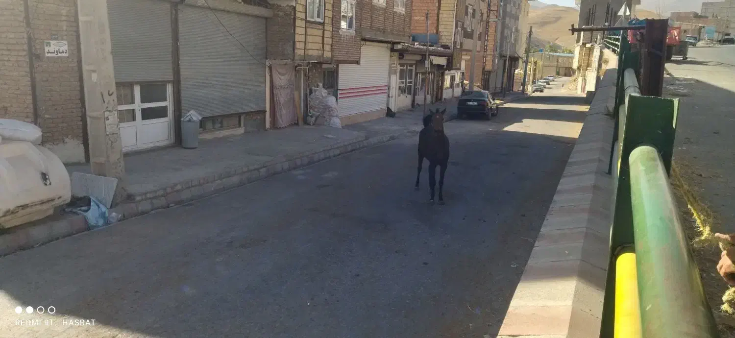 اسب و کره اسب|اسب و تجهیزات اسب‌سواری|باسمنج, |دیوار