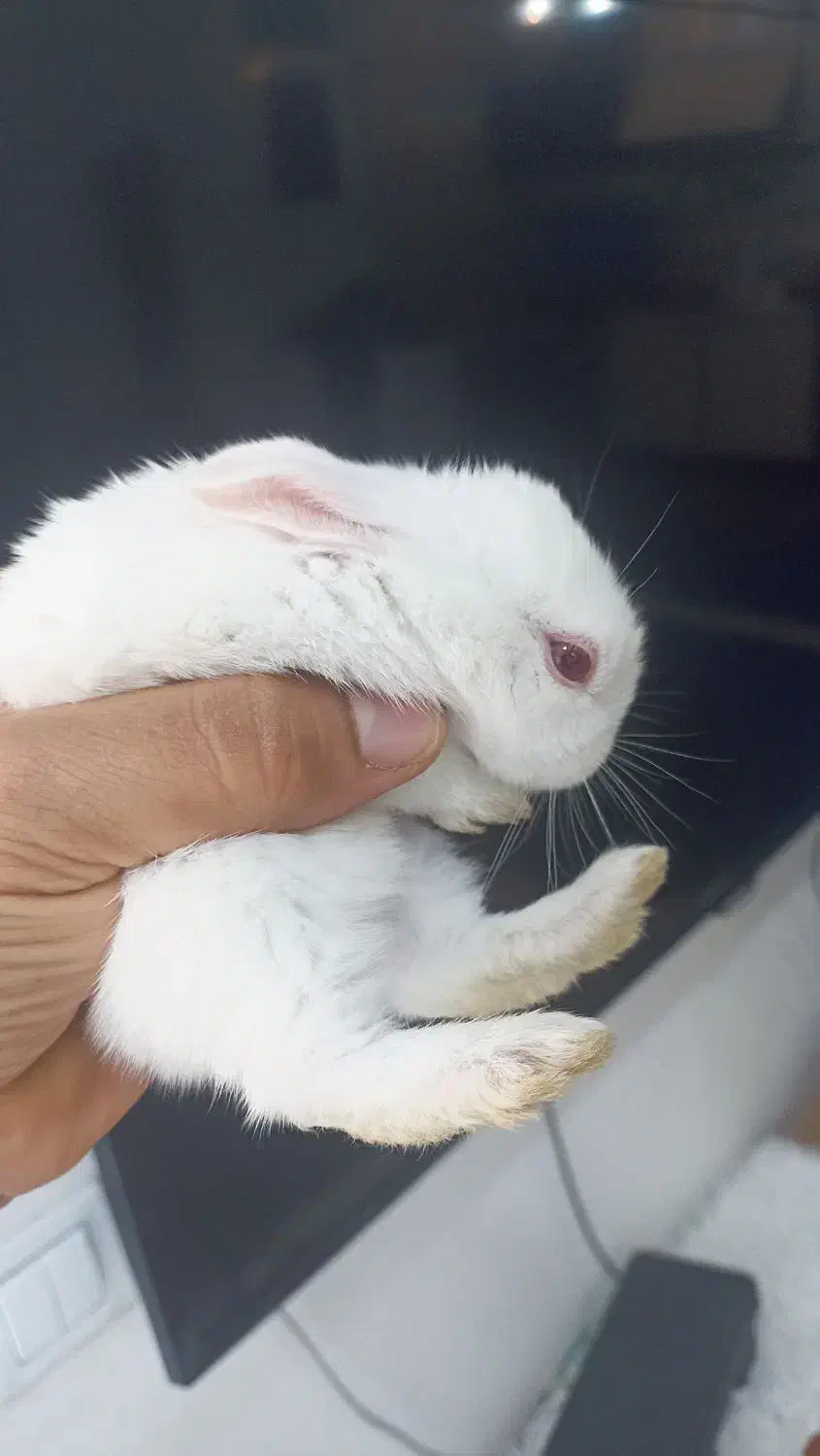 بچه خرگوش مینی|موش و خرگوش|اهواز, کوی علوی|دیوار