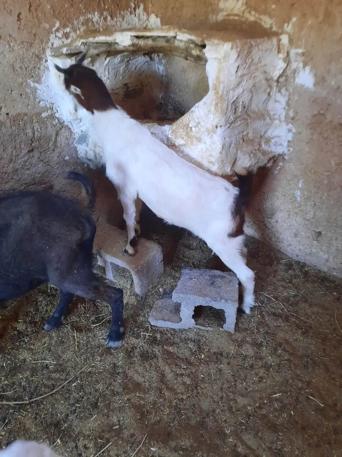 بز و گیسه|حیوانات مزرعه|زرند, |دیوار