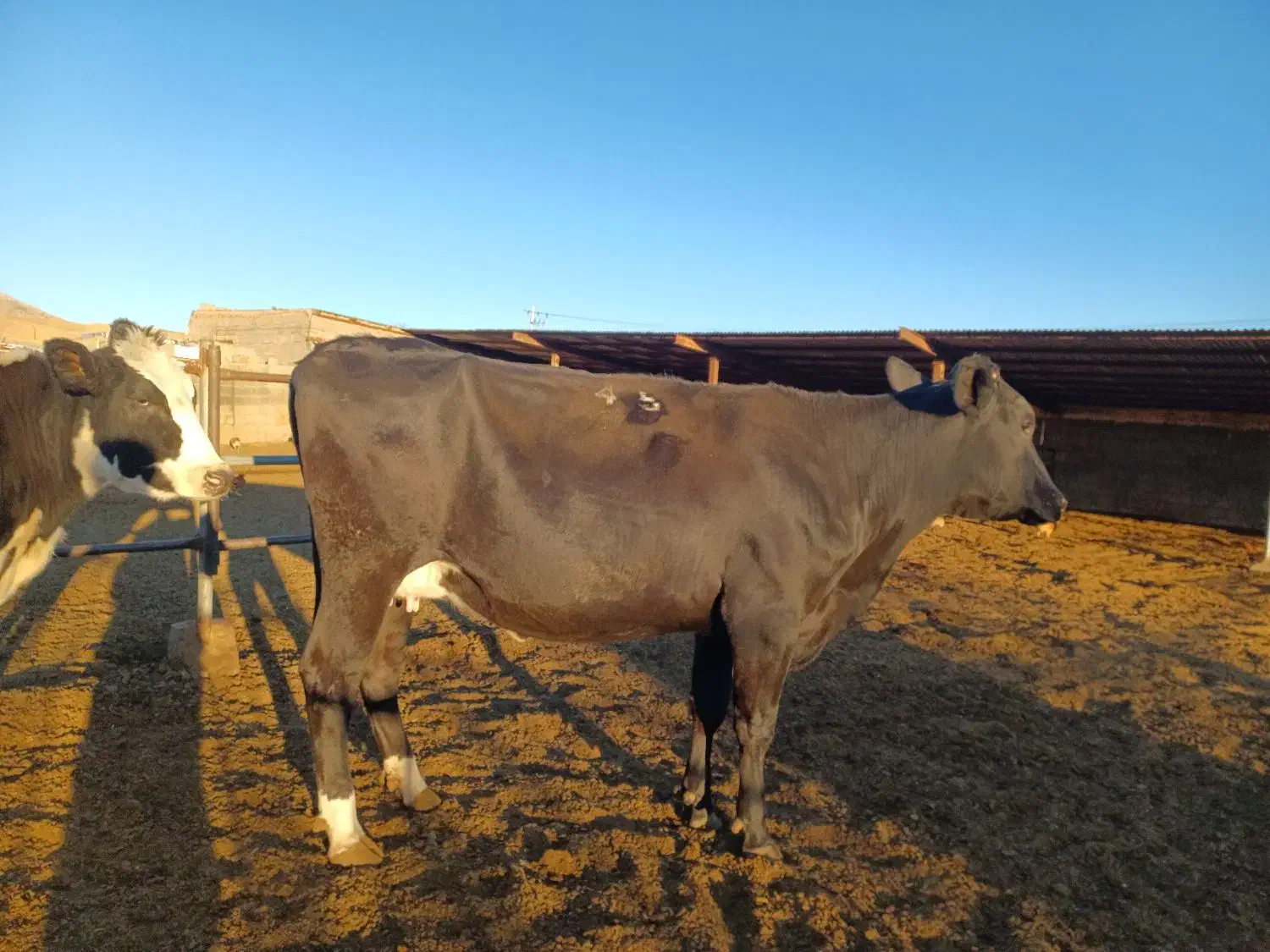 گاو شیری گوساله نر و ماده|حیوانات مزرعه|تربت جام, میان جام|دیوار