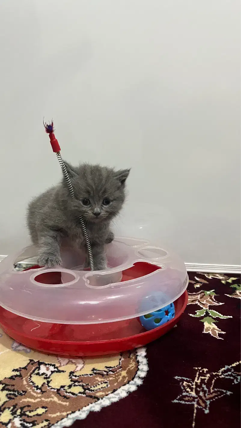 واگذاری نژاد دو رگه پرشین|گربه|مشهد, کوثر|دیوار