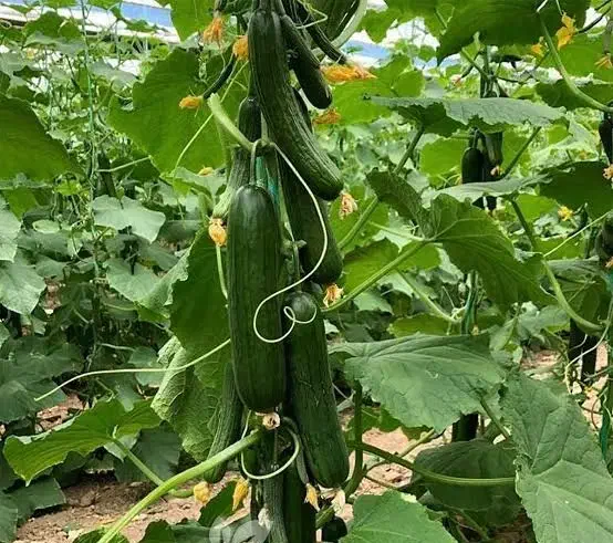 منشی خانم برای فروشگاه کشاورزی|استخدام خدمات فروشگاه و رستوران|کهنوج, |دیوار