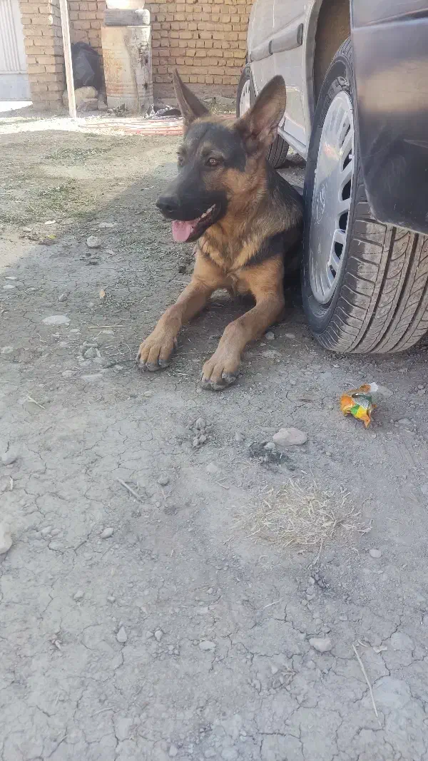 فروش سگ ژرمن ورک چند ماهه اصیل|سگ|سیدان, |دیوار