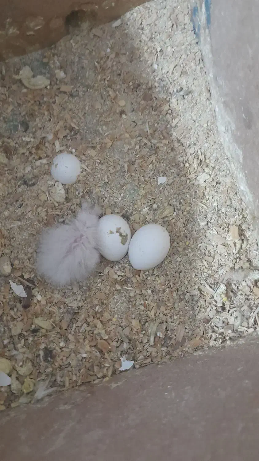 عروس هلندی با جوجه|پرنده|باوی, |دیوار