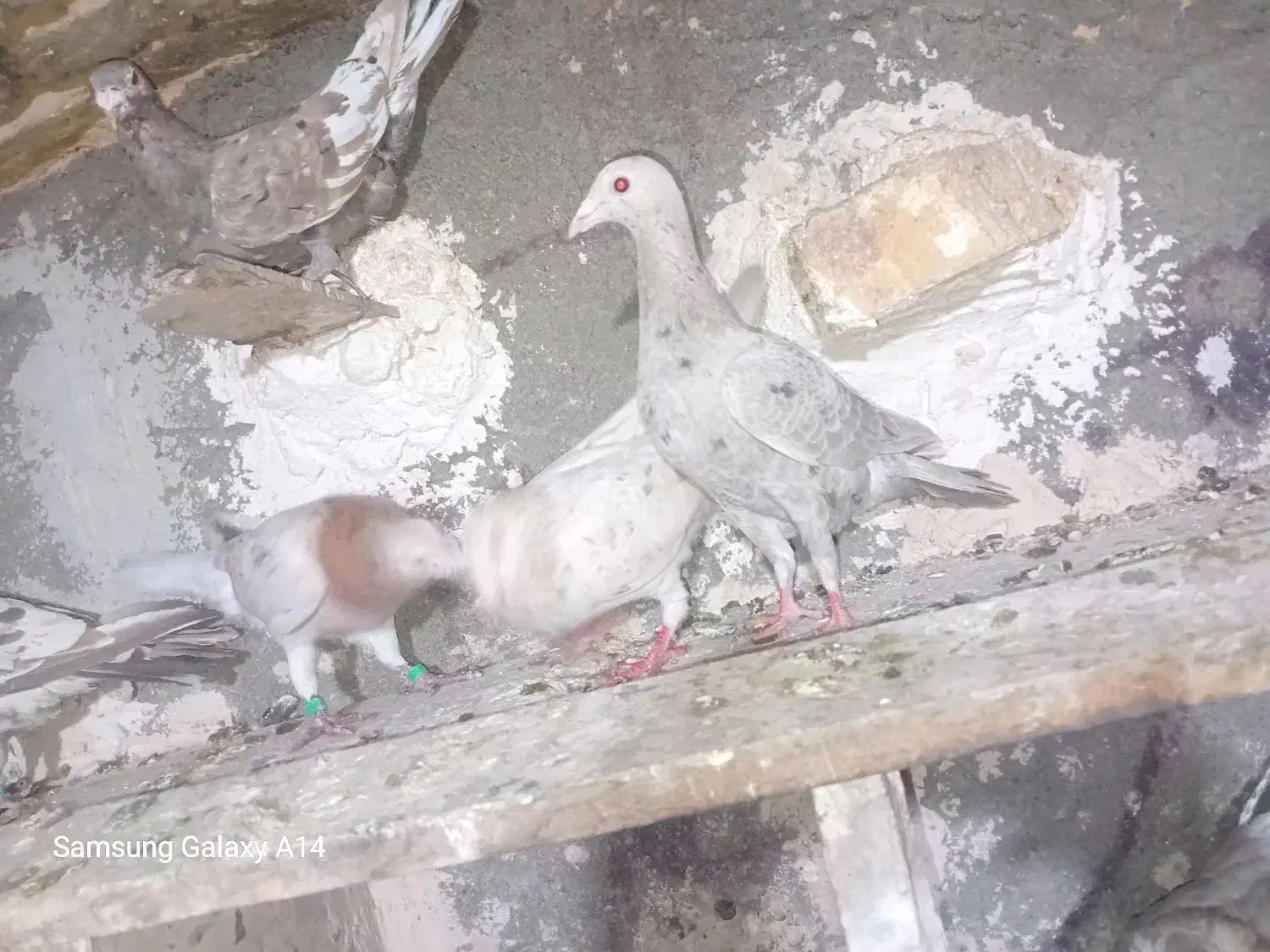 کبوتر|پرنده|کنگاور, |دیوار