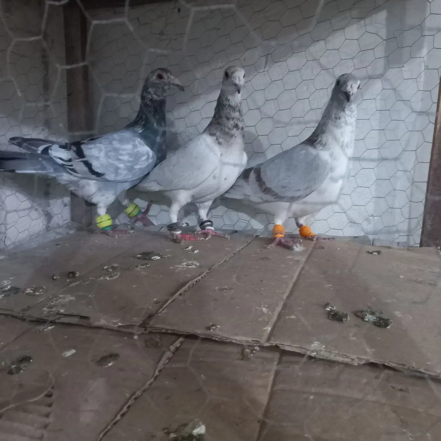 کبوتر|پرنده|مشهد, کارمندان دوم|دیوار