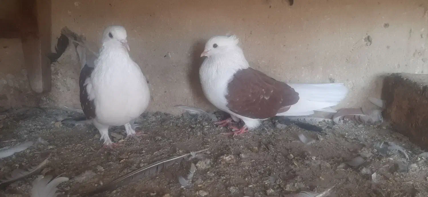 دوکت اصفهانی|پرنده|برخوار, |دیوار